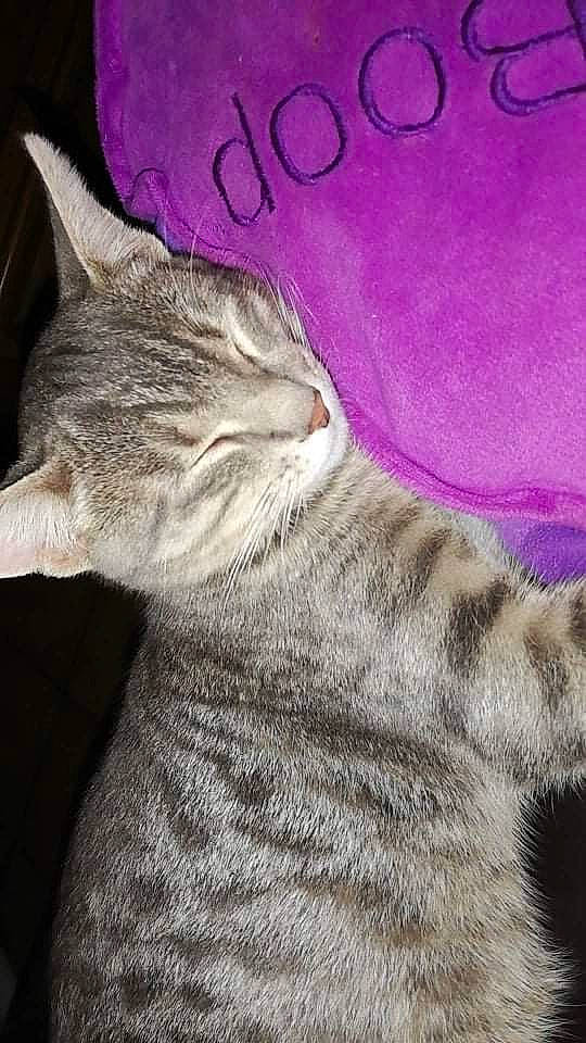 Smaug participe au concours pour gagner de l'argent avec cette photo : art, carnivore, cat, claw, domestic_short_haired_cat, felidae, font, fur, gesture, grey, magenta, paw, photo_caption, small_to_medium_sized_cats, snout, tail, terrestrial_animal, whiskers, wildlife