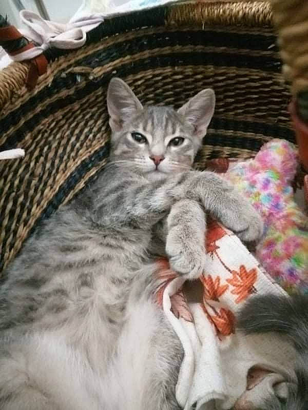 Smaug participe au concours pour gagner de l'argent avec cette photo : carnivore, cat, claw, comfort, domestic_short_haired_cat, felidae, fur, grey, paw, small_to_medium_sized_cats, snout, tail, terrestrial_animal, whiskers