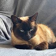 Muffin participe au concours pour gagner de l'argent avec cette photo : cat, siamese_cat, pet, animal, feline, blue_eyes, fur, whiskers, ears, face, resting, indoor, blanket, soft, cozy, cute, sleepy, mammal, domestic_animal, closeup