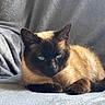 cat, siamese_cat, pet, animal, feline, blue_eyes, fur, whiskers, ears, face, resting, indoor, blanket, soft, cozy, cute, sleepy, mammal, domestic_animal, closeup