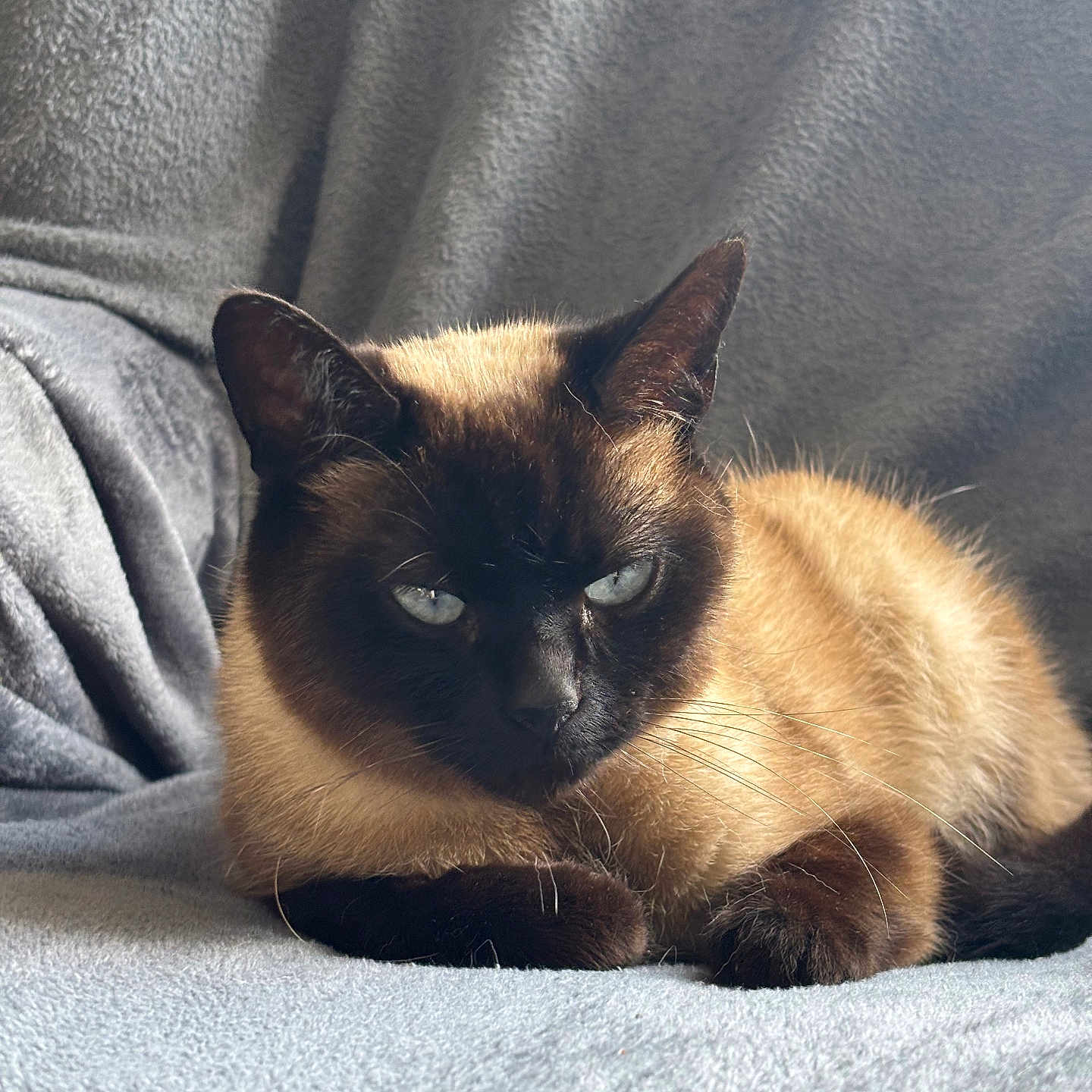 Muffin participe au concours pour gagner de l'argent avec cette photo : cat, siamese_cat, pet, animal, feline, blue_eyes, fur, whiskers, ears, face, resting, indoor, blanket, soft, cozy, cute, sleepy, mammal, domestic_animal, closeup