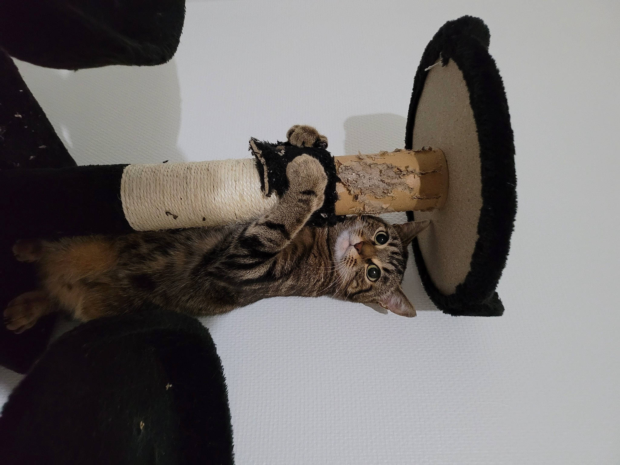 Chaton a rejoint le concours — aidez-le/la à gagner de superbes lots ! art, automotive_tire, elbow, fashion_accessory, gesture, human_leg, metal, sculpture, sleeve, statue, visual_arts, wood, wrist