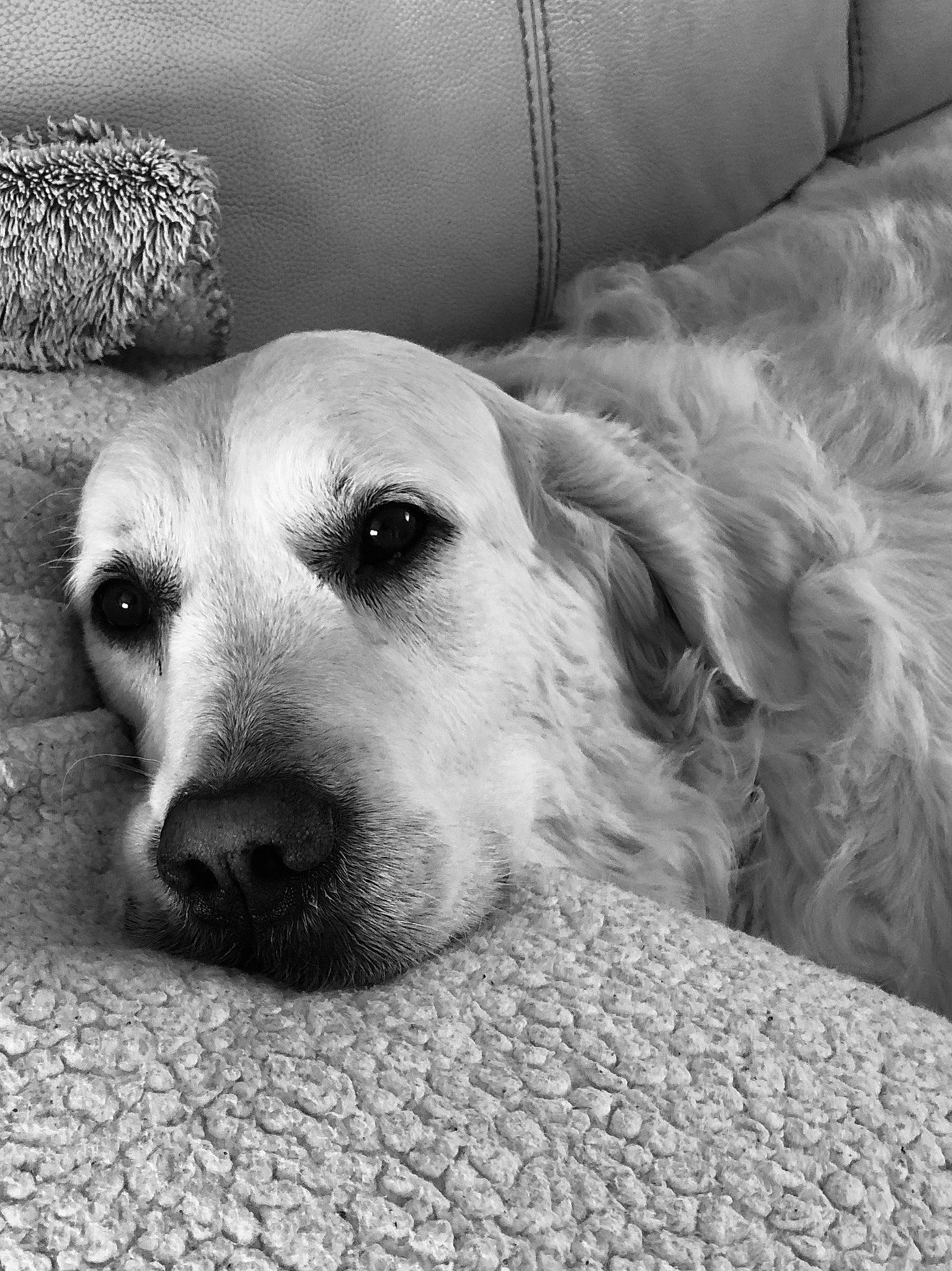 Hoggy a rejoint le concours — aidez-le/la à gagner de superbes lots ! black_and_white, bored, carnivore, comfort, companion_dog, couch, dog, dog_breed, eye, fawn, fur, happy, head, monochrome, monochrome_photography, snout, sporting_group, style, whiskers, white