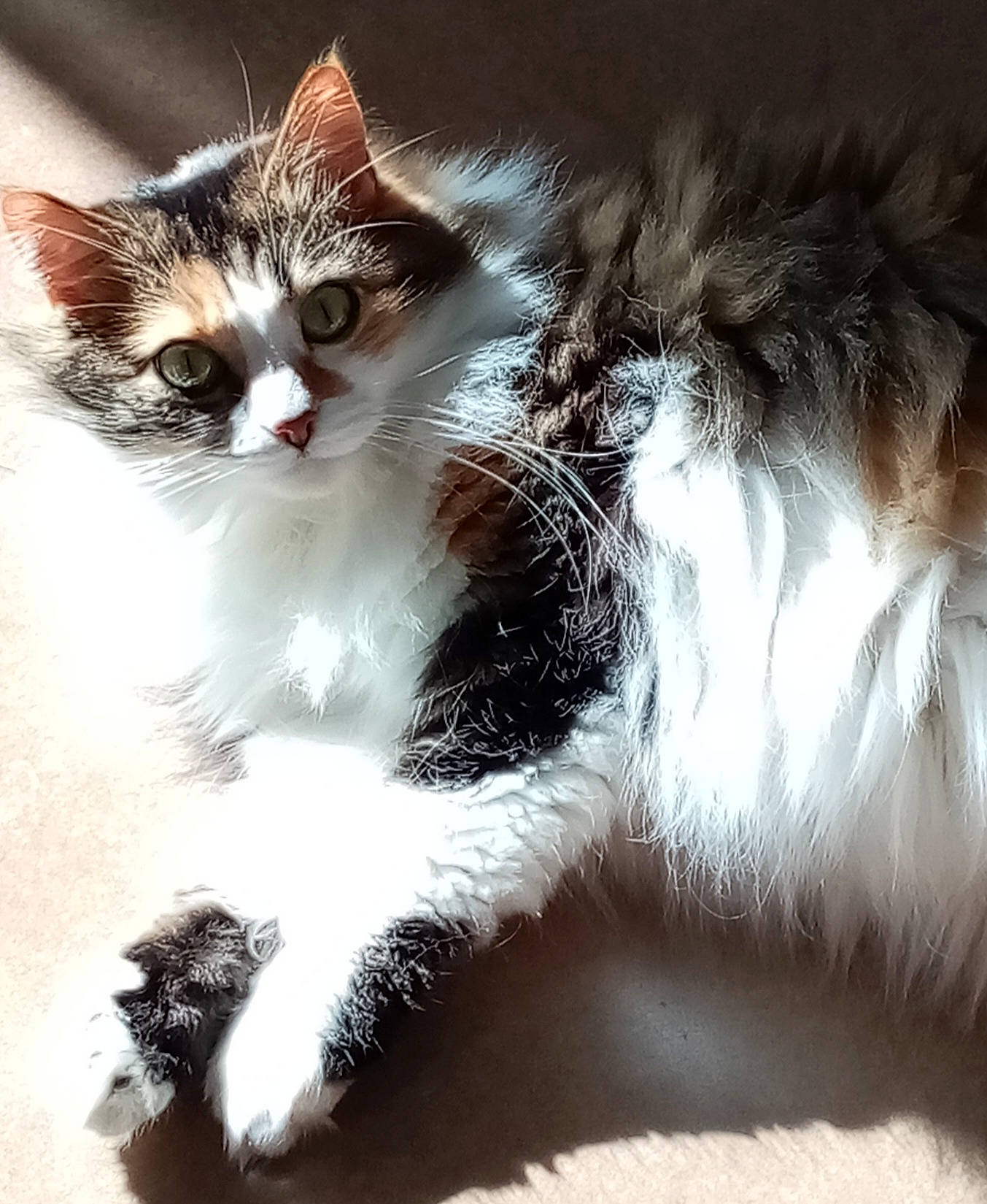 Souki participe au concours pour gagner de l'argent avec cette photo : carnivore, cat, claw, domestic_short_haired_cat, eye, felidae, foot, fur, grass, human_body, paw, plant, sitting, small_to_medium_sized_cats, snout, tail, tree, whiskers