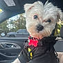 dog, white_dog, puppy, pet, hoodie, black_hoodie, car_interior, car_seat, red_tag, bone_shaped_tag, leash, window, trees, daylight, closeup, cute, fluffy, small_dog, curious, indoors