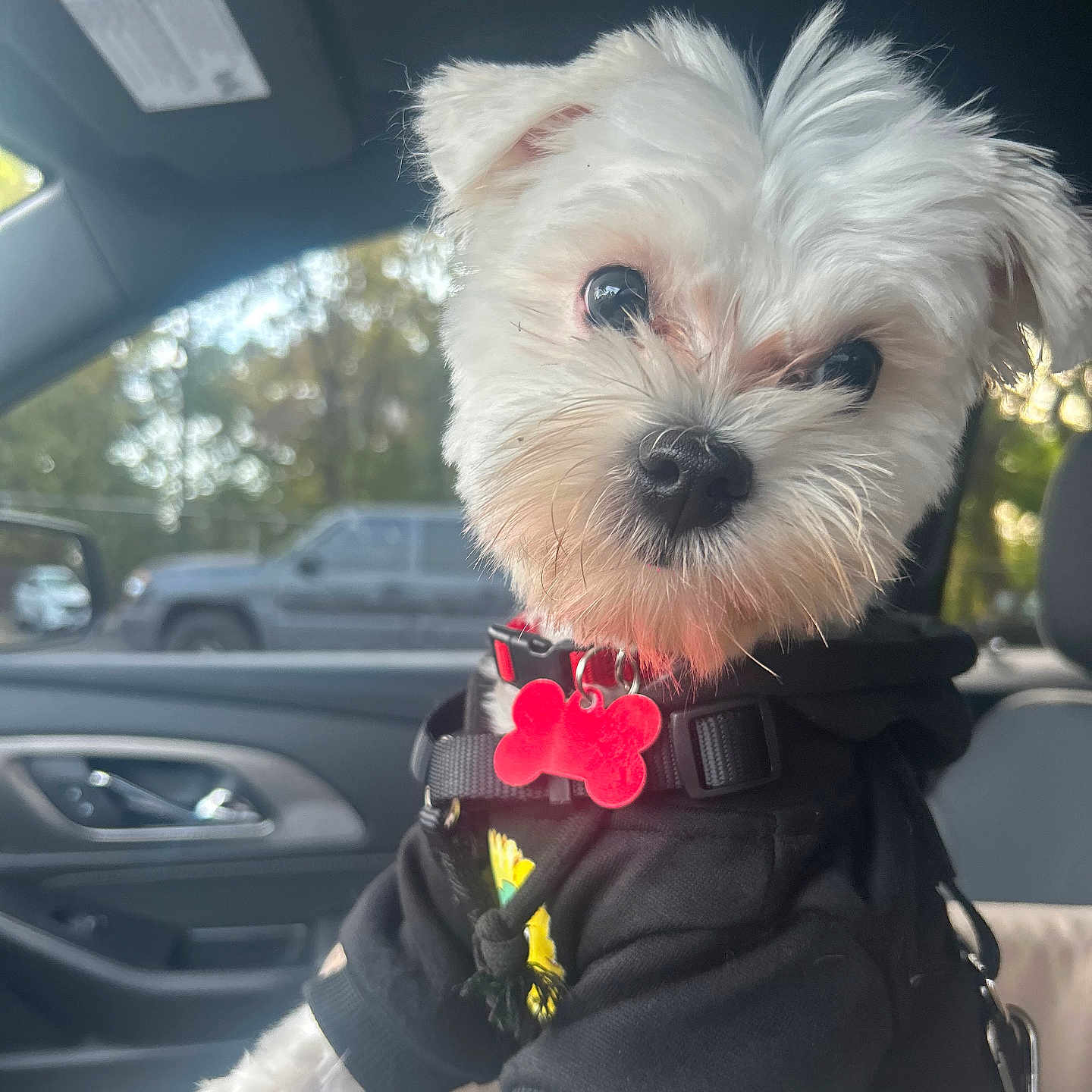 Dohko joined the competition — help win amazing prizes! black_hoodie, bone_shaped_tag, car_interior, car_seat, closeup, curious, cute, daylight, dog, fluffy, hoodie, indoors, leash, pet, puppy, red_tag, small_dog, trees, white_dog, window