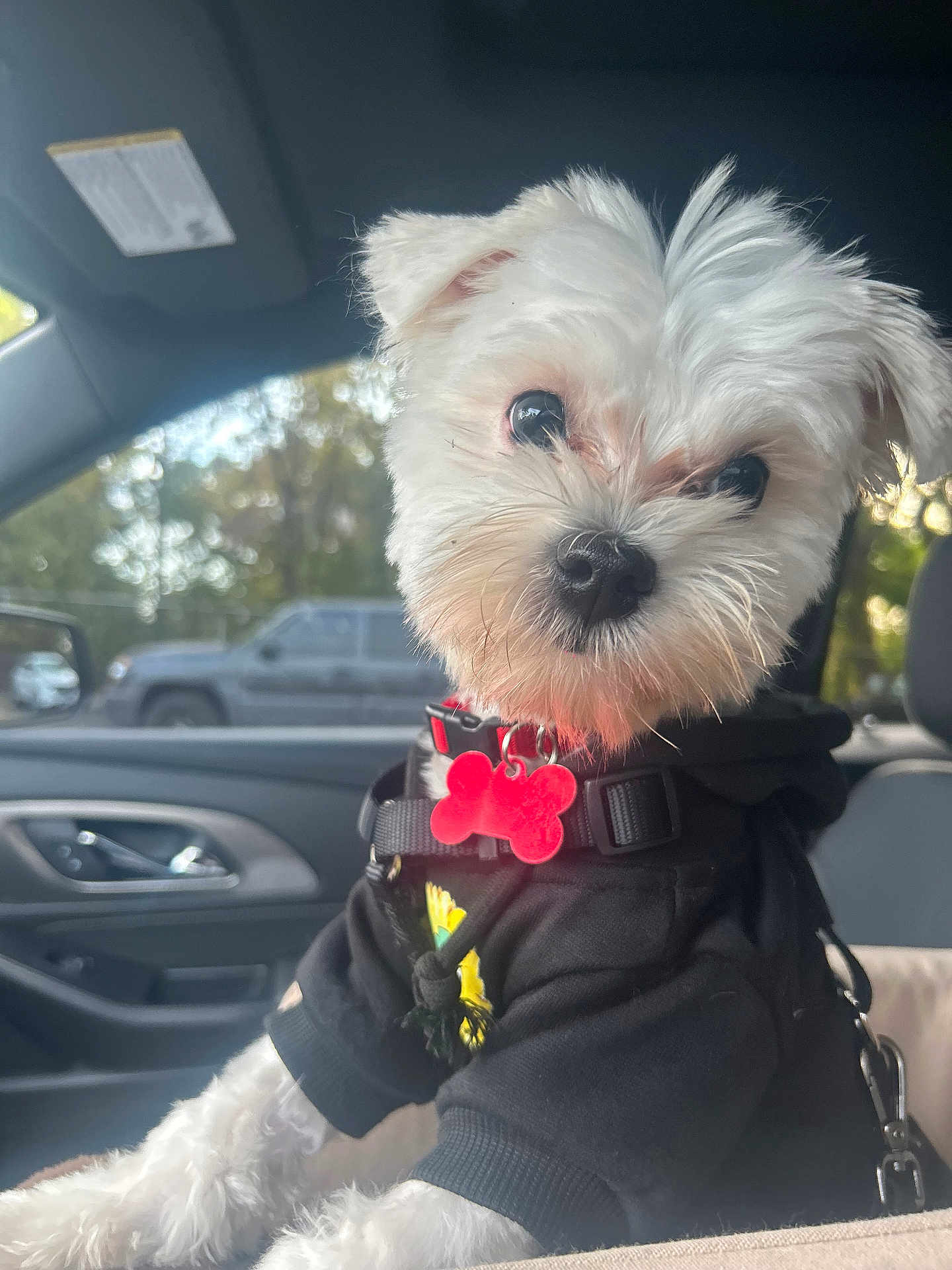 Dohko joined the competition — help win amazing prizes! dog, white_dog, puppy, pet, hoodie, black_hoodie, car_interior, car_seat, red_tag, bone_shaped_tag, leash, window, trees, daylight, closeup, cute, fluffy, small_dog, curious, indoors