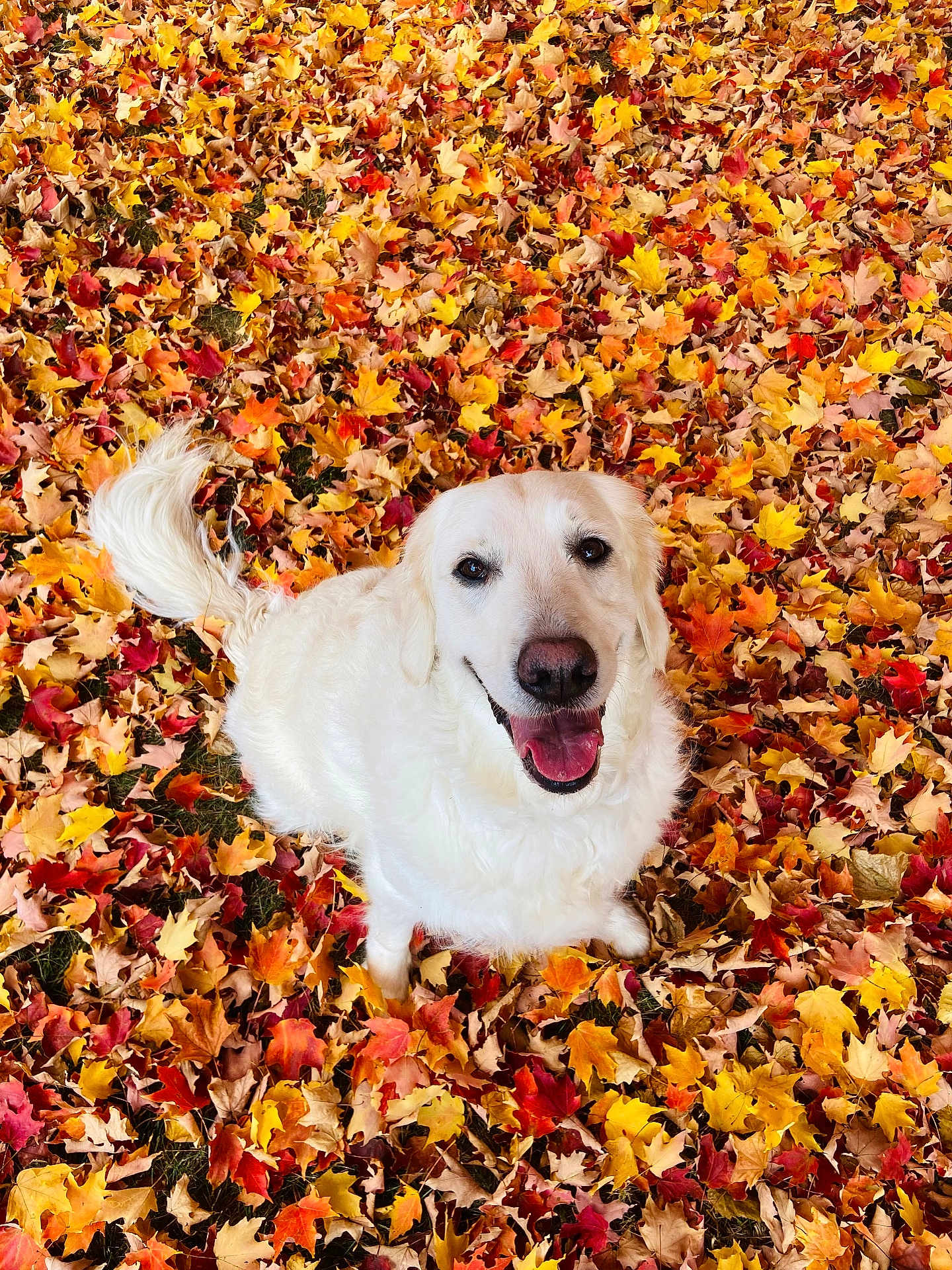 Kiara joined the competition — help win amazing prizes! dog, golden_retriever, autumn, fall_leaves, leaf_litter, outdoor, happy, pet, canine, nature, seasonal, smiling, fur, playful, cute, animal, colorful, leafy_ground, park, joyful