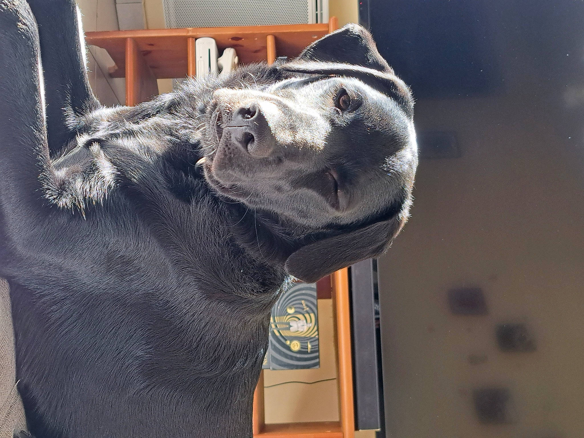 Tara participe au concours pour gagner de l'argent avec cette photo : australian_cattle_dog, canidae, carnivore, collar, companion_dog, dog, dog_breed, dog_collar, fawn, felidae, fur, guard_dog, sculpture, small_to_medium_sized_cats, snout, sporting_group, terrestrial_animal, whiskers, window, working_animal