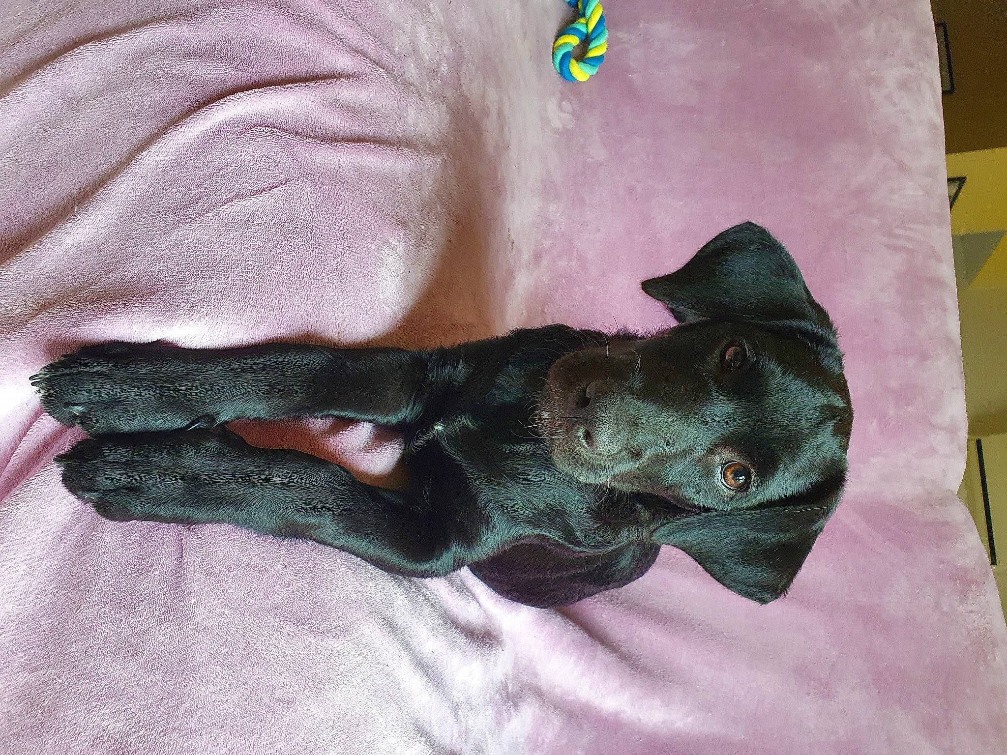 Tara participe au concours pour gagner de l'argent avec cette photo : bed, canidae, carnivore, comfort, companion_dog, dog, dog_breed, fashion_accessory, felidae, fur, gesture, grey, linens, nail, sleeve, small_to_medium_sized_cats, snout, toy_dog, working_animal, wrist