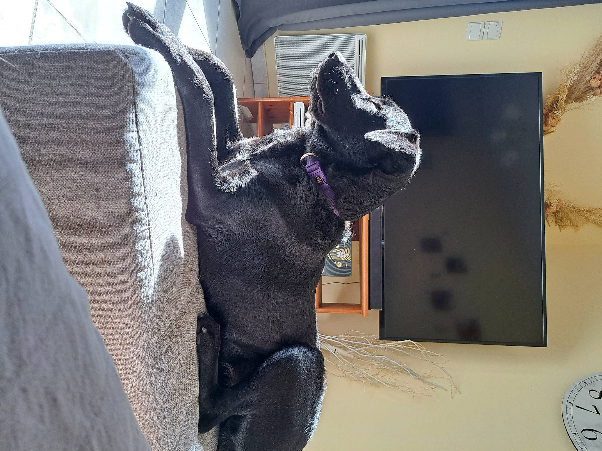 Tara a rejoint le concours — aidez-le/la à gagner de superbes lots ! art, automotive_tire, canidae, carmine, carnivore, companion_dog, dog, dog_breed, fur, grey, metal, non_sporting_group, room, sculpture, snout, sporting_group, statue, visual_arts, working_animal