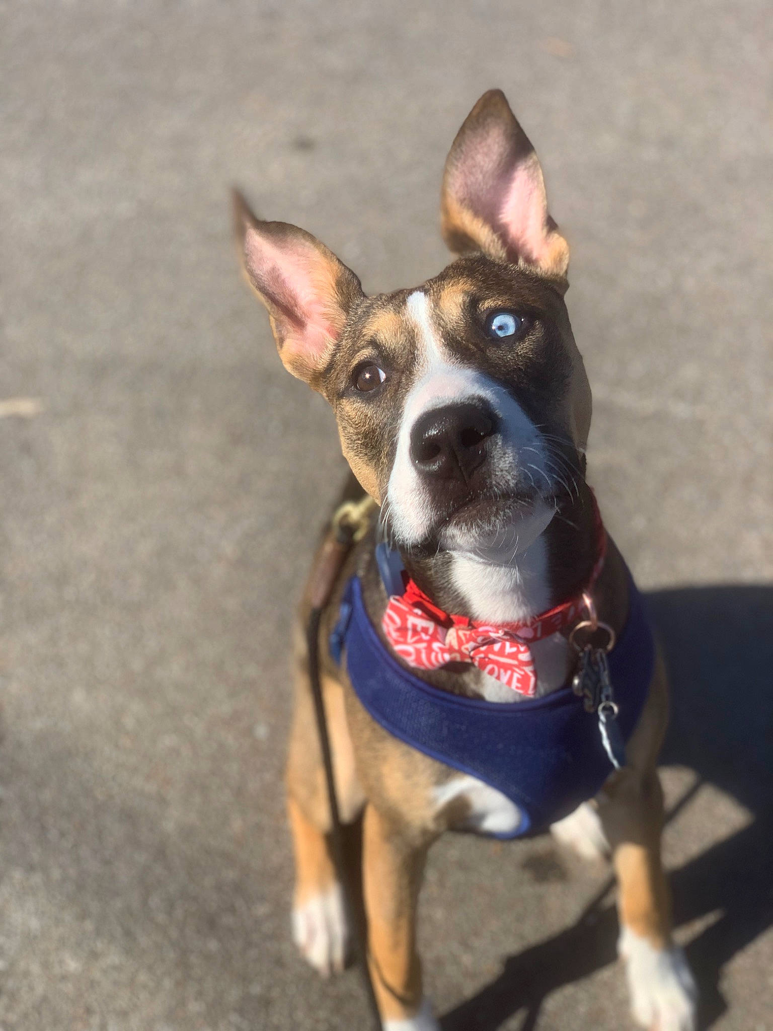 Padfoot is registered to the contest to win money with this photo: canidae, carnivore, collar, companion_dog, dog, dog_breed, dog_clothes, dog_collar, dog_supply, fawn, fur, guard_dog, leash, pet_supply, russkiy_toy, snout, sporting_group, toy_dog, whiskers, working_animal