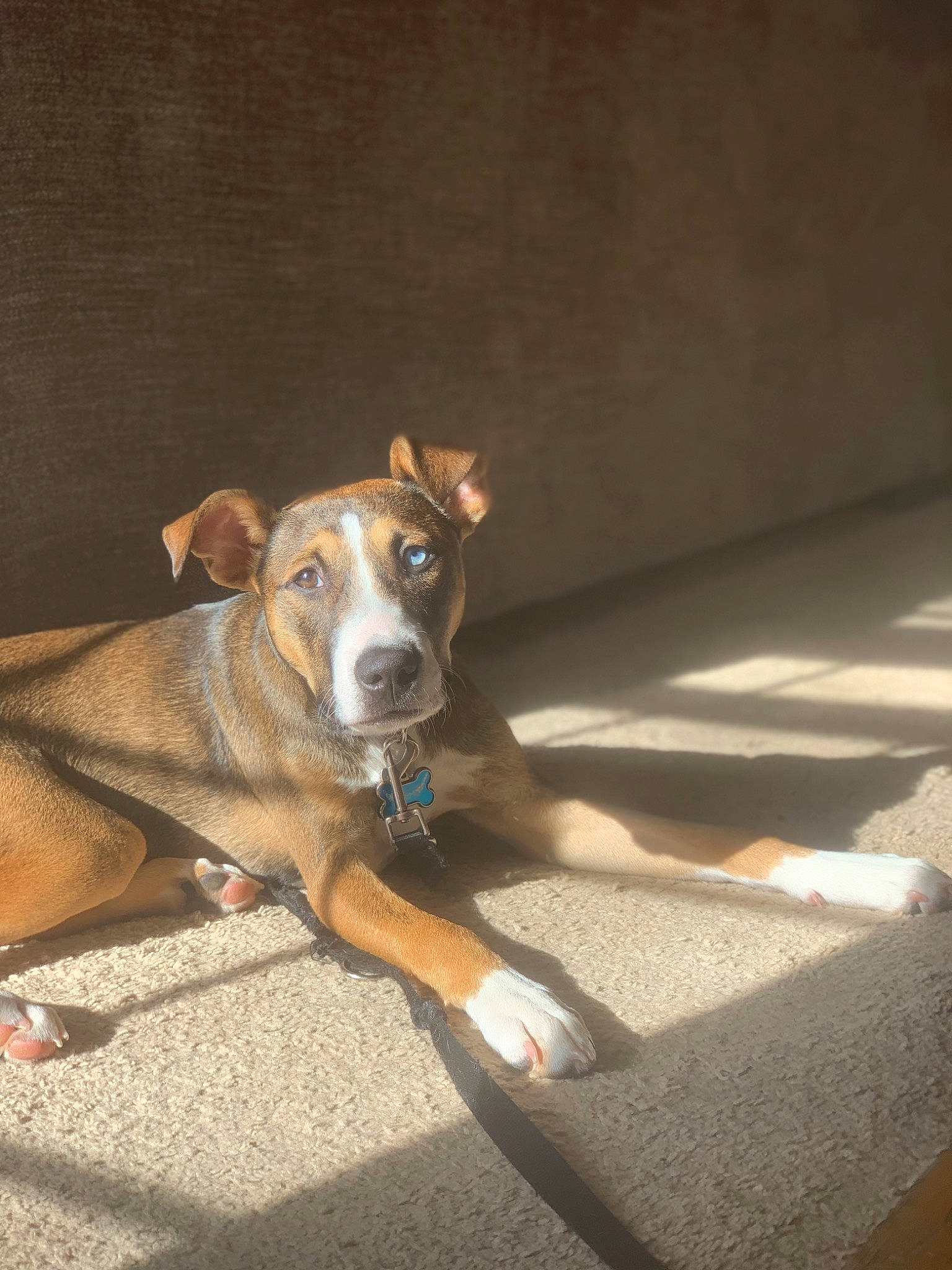 Padfoot joined the competition — help win amazing prizes! canidae, carnivore, collar, comfort, companion_dog, dog, dog_breed, dog_supply, fawn, flooring, hardwood, human_leg, non_sporting_group, pet_supply, snout, sporting_group, tail, wood, working_animal