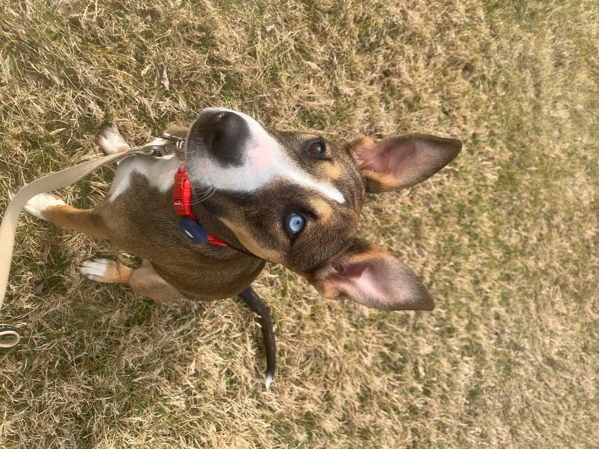 Padfoot is registered to the contest to win money with this photo: canidae, carnivore, collar, companion_dog, dog, dog_breed, eye, fawn, grass, irishjacks, livestock, non_sporting_group, paw, plant, snout, soil, sporting_group, terrestrial_animal, whiskers, working_animal