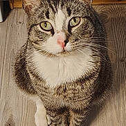 Boots joined the competition — help win amazing prizes! cat, tabby, indoor, wooden_floor, pet, animal, curious, sitting, feline, whiskers, ears, green_eyes, domestic_cat, closeup, looking_up, cute, fur_pattern, white_chest, natural_light, flooring