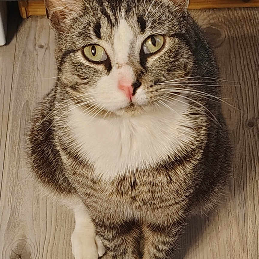 Boots joined the competition — help win amazing prizes! cat, tabby, indoor, wooden_floor, pet, animal, curious, sitting, feline, whiskers, ears, green_eyes, domestic_cat, closeup, looking_up, cute, fur_pattern, white_chest, natural_light, flooring