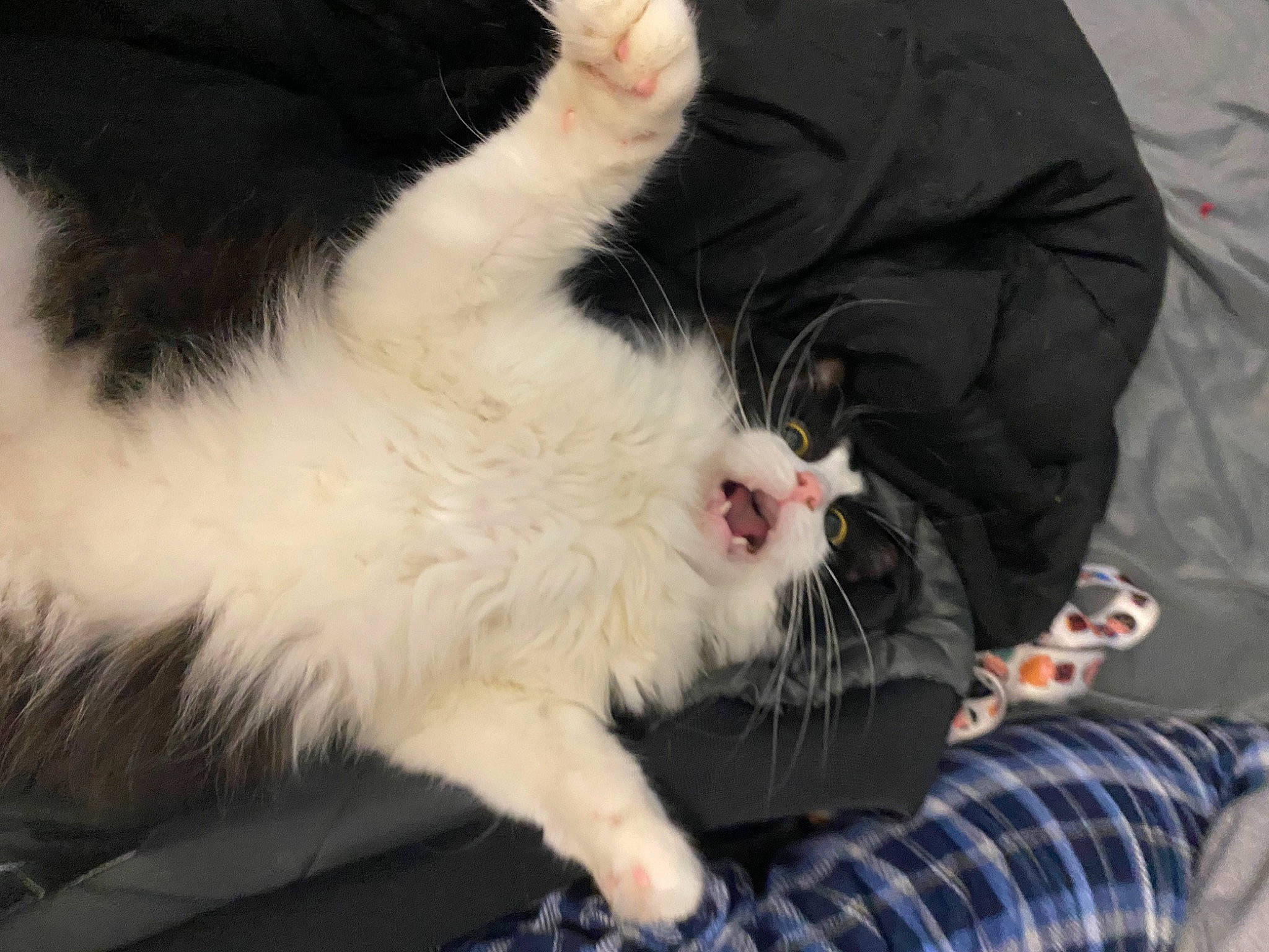 Squeak joined the competition — help win amazing prizes! canidae, carnivore, cat, claw, comfort, companion_dog, dog_breed, domestic_short_haired_cat, felidae, foot, fur, gesture, lap, paw, small_to_medium_sized_cats, snout, sporting_group, tail, tartan, whiskers