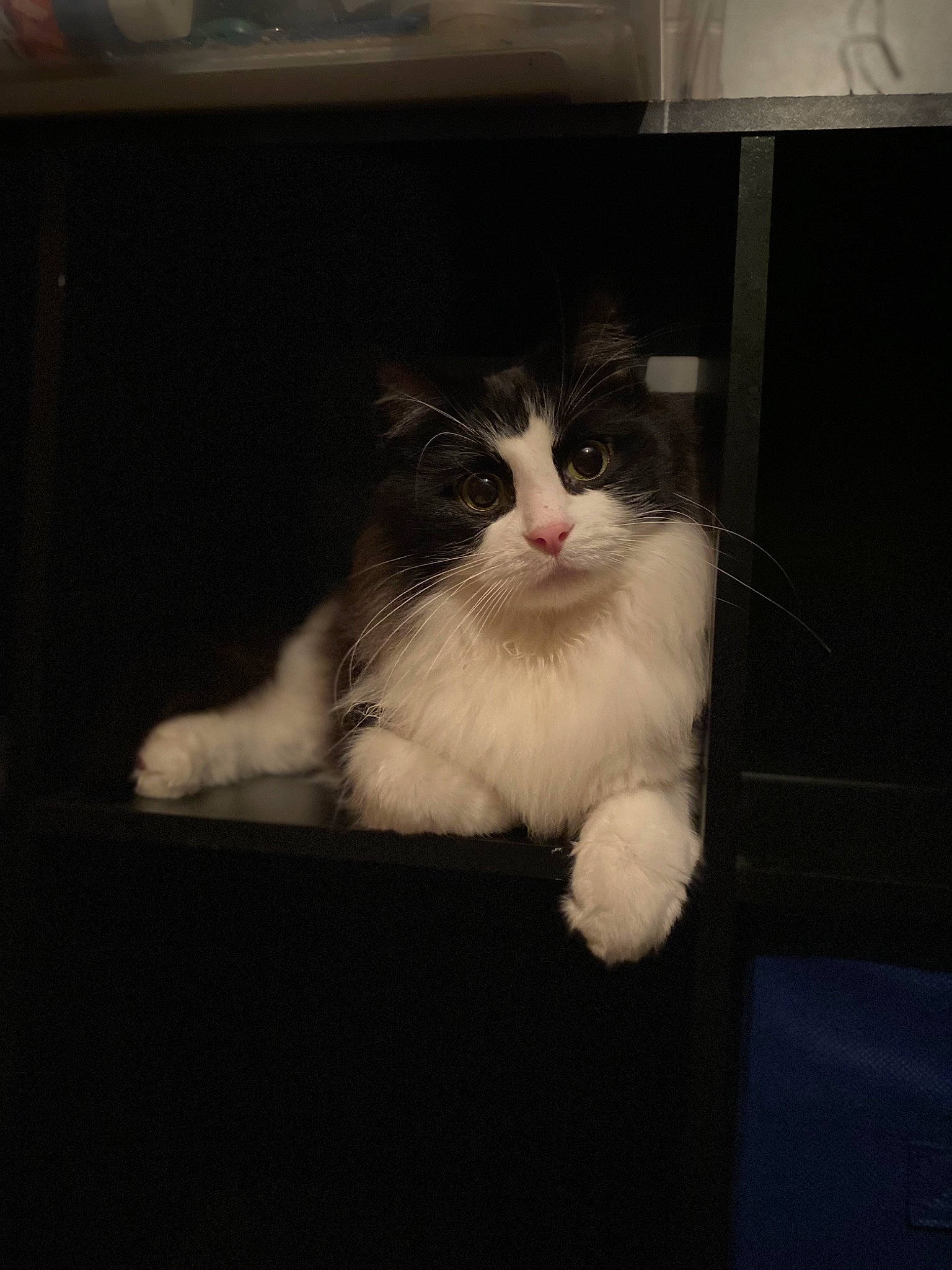 Squeak is registered to the contest to win money with this photo: box, carnivore, cat, darkness, domestic_short_haired_cat, felidae, fur, hardwood, monochrome_photography, paw, small_to_medium_sized_cats, snout, tail, tints_and_shades, whiskers, window