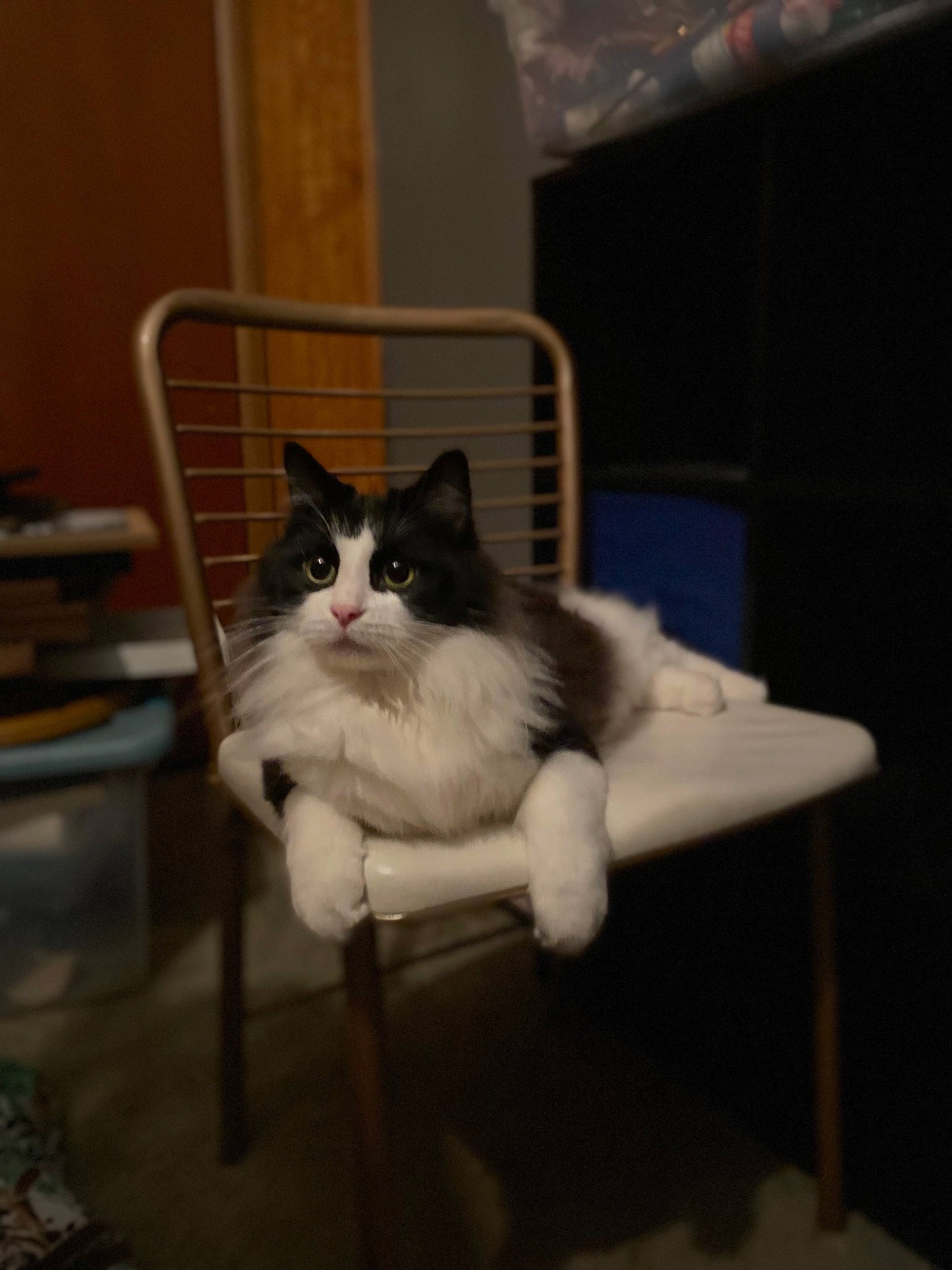 Squeak is registered to the contest to win money with this photo: art, carnivore, cat, comfort, felidae, flooring, fur, hardwood, paw, sitting, small_to_medium_sized_cats, tail, whiskers, wood