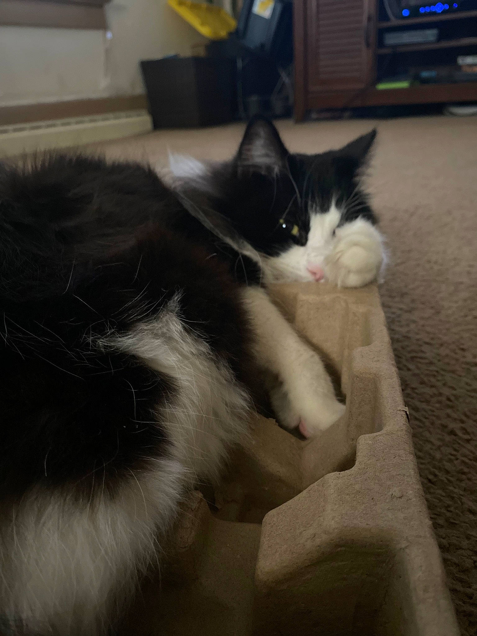 Squeak is registered to the contest to win money with this photo: box, carnivore, cat, comfort, domestic_short_haired_cat, felidae, flooring, fur, hardwood, human_leg, paw, small_to_medium_sized_cats, snout, tail, whiskers