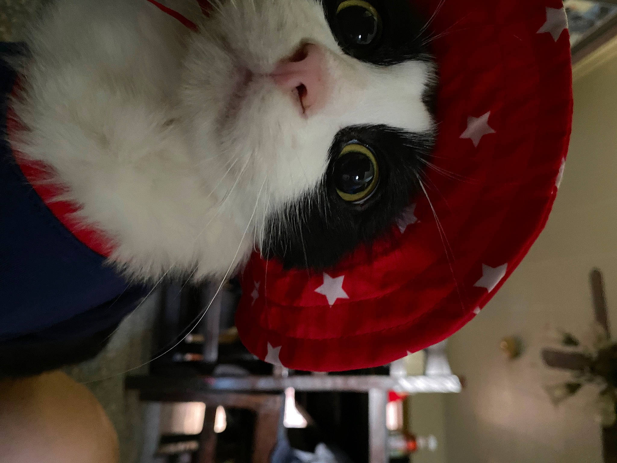 Squeak is registered to the contest to win money with this photo: beak, bird, carmine, carnivore, circle, domestic_short_haired_cat, event, eye, eyelash, feather, felidae, fur, human_body, natural_material, owl, plant, red, snout, stuffed_toy, whiskers