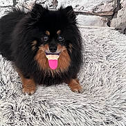 Stella participe au concours pour gagner de l'argent avec cette photo : dog, fake_tongue, black_fur, brown_fur, fluffy, pet, lying_down, carpet, shaggy_rug, indoor, brick_wall, playful, cute, tongue_out, animal, portrait, fur, closeup, pet_accessory, smiling