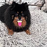 dog, fake_tongue, black_fur, brown_fur, fluffy, pet, lying_down, carpet, shaggy_rug, indoor, brick_wall, playful, cute, tongue_out, animal, portrait, fur, closeup, pet_accessory, smiling