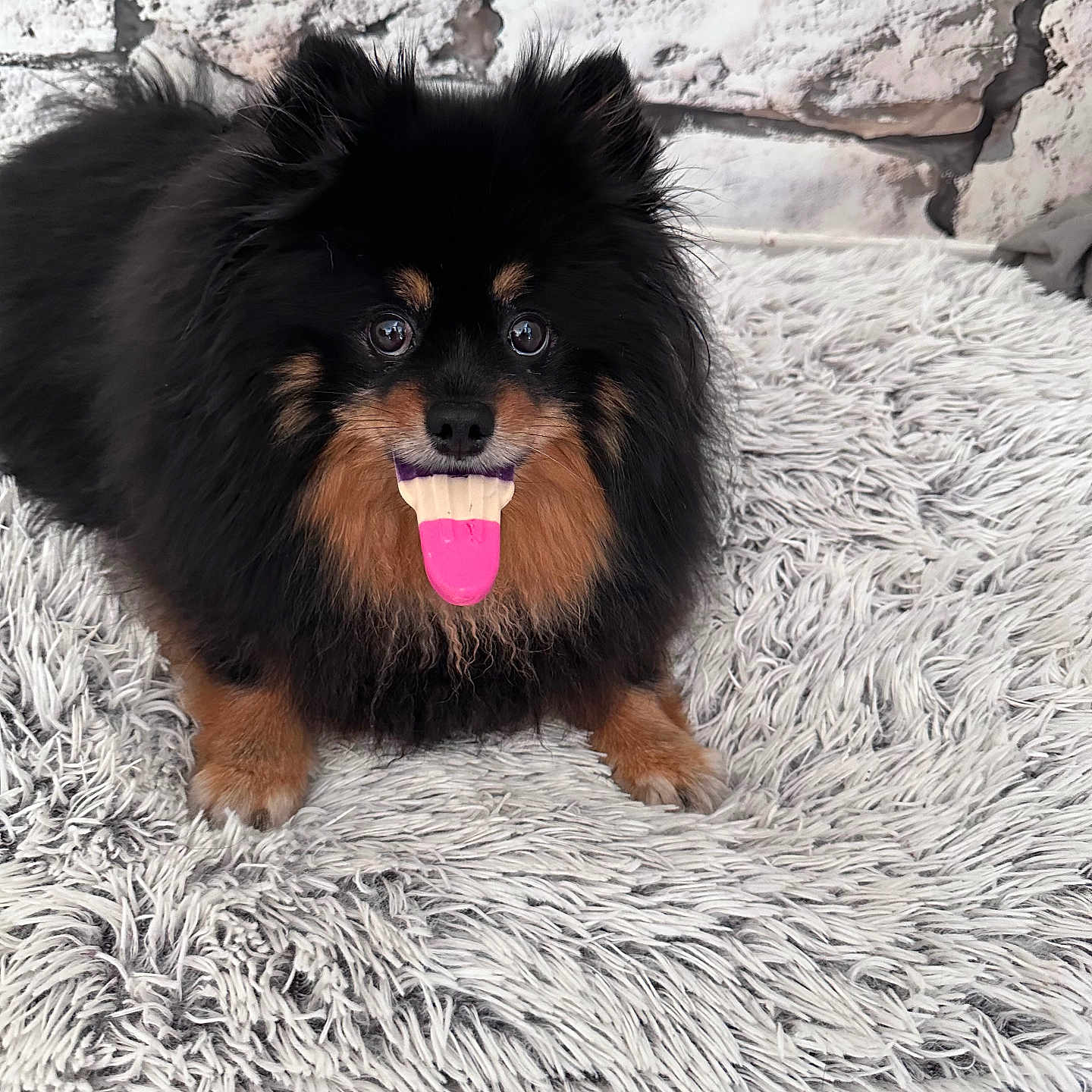Stella participe au concours pour gagner de l'argent avec cette photo : dog, fake_tongue, black_fur, brown_fur, fluffy, pet, lying_down, carpet, shaggy_rug, indoor, brick_wall, playful, cute, tongue_out, animal, portrait, fur, closeup, pet_accessory, smiling