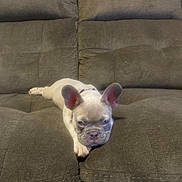 Billie Jean joined the competition — help win amazing prizes! dog, puppy, french_bulldog, couch, sofa, indoor, pet, living_room, ears, paw, face, lying_down, sleepy, cute, upholstery, brown, small_dog, looking_at_camera, resting, domestic_animal