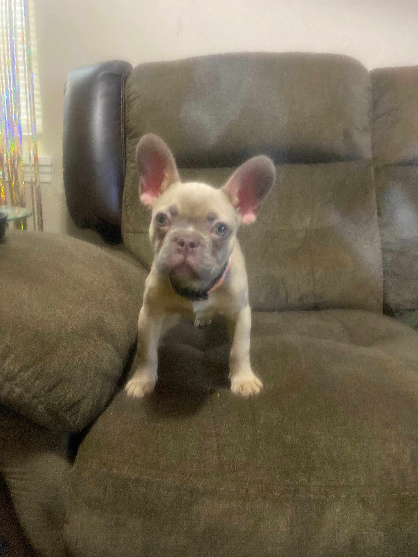 Billie Jean joined the competition — help win amazing prizes! dog, puppy, french_bulldog, couch, living_room, upholstery, pet, ears, stare, cute, indoor, home, furniture, sitting, front_legs, eyes, nose, collar, brown, blur