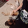 Venom participe au concours pour gagner de l'argent avec cette photo : dog, bed, person, hand, black_tshirt, nike_logo, smiling_dog, indoor, patterned_bedspread, red_wall, petting, relaxed, lying_down, fur, ears, legs, casual, home, comfort, happy