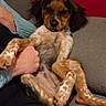 Venom a rejoint le concours — aidez-le/la à gagner de superbes lots ! dog, puppy, couch, human_hand, indoor, relaxed, brown, white, speckled, fur, pet, companion, seated, cozy, casual, domestic, red_wall, gray_couch, holding, resting