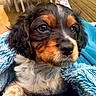 puppy, dog, close_up, blanket, blue_blanket, fur, cute, pet, animal, indoors, cozy, soft, fluffy, brown, black, white, nose, ears, face, young