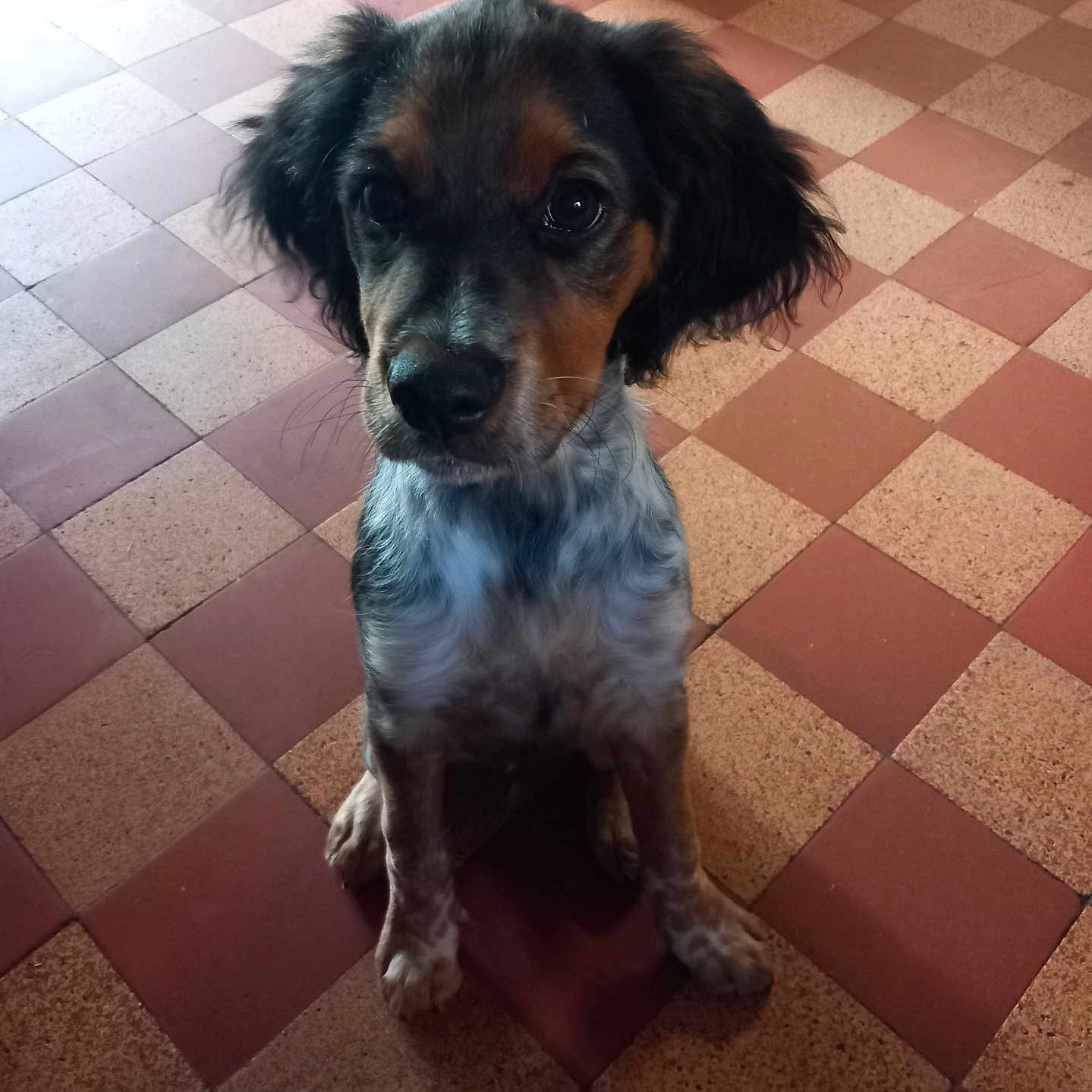 Venom a rejoint le concours — aidez-le/la à gagner de superbes lots ! puppy, dog, floor, tile_floor, indoor, pet, animal, curious, ears, sitting, brown, black, white, fur, cute, portrait, young_dog, looking_up, attention, companion