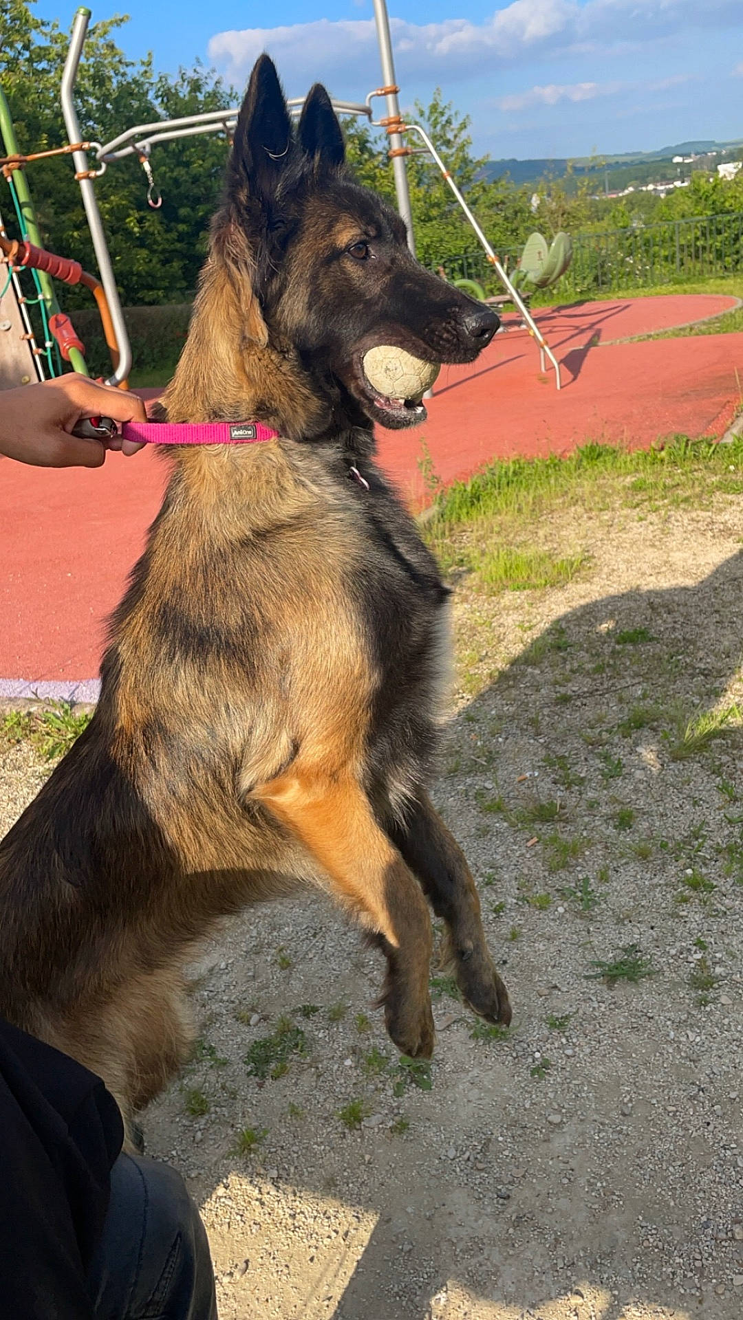 Umiko participe au concours pour gagner de l'argent avec cette photo : accessories, animal, canine, dog, germanshepherd, grass, leash, nature, outdoorplayarea, outdoors, park, person, pet, plant, playarea, policedog, puppy, strap, tree, yard