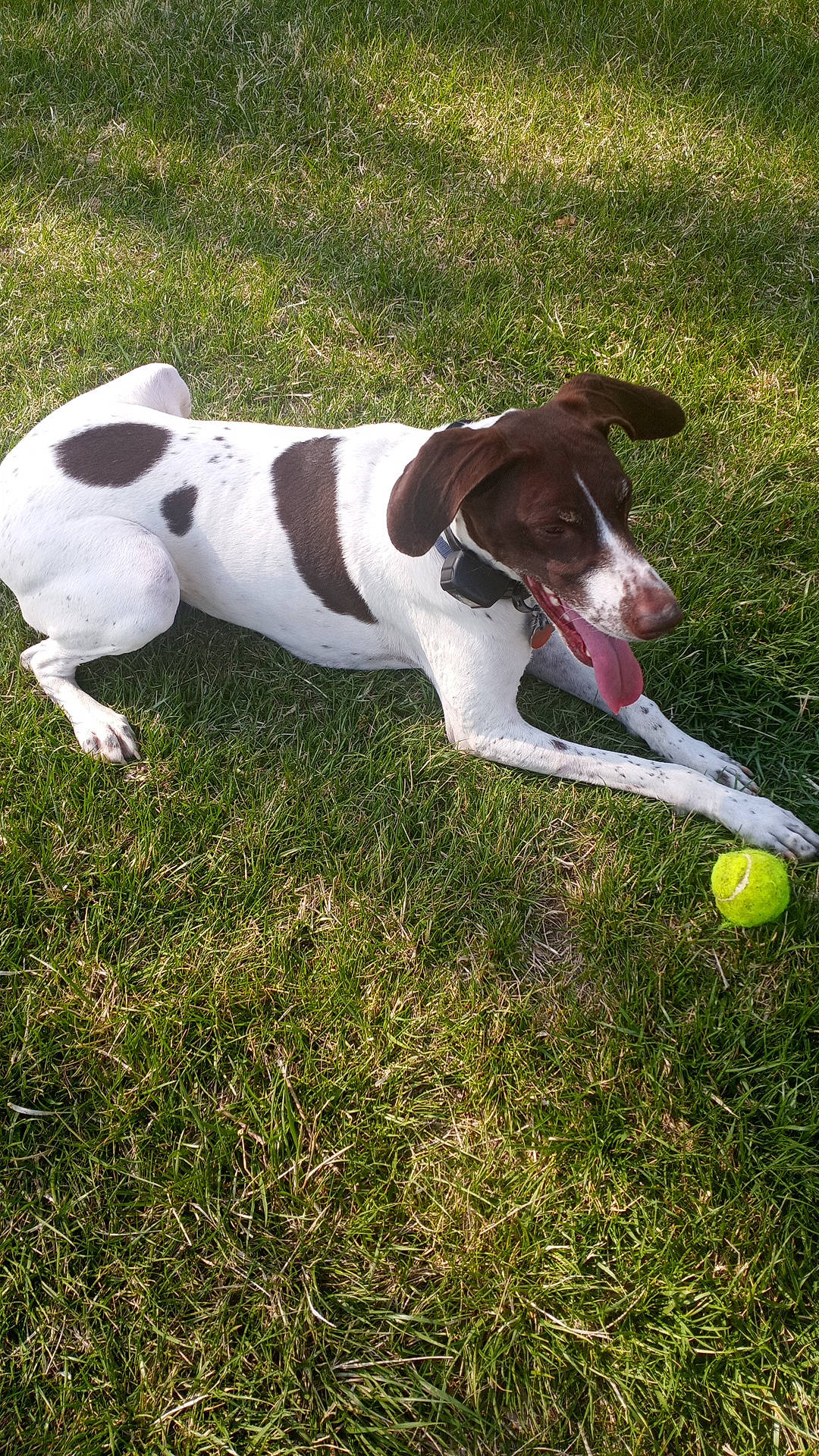 Gypsy Rose Mc Collum joined the competition — help win amazing prizes! ball, canidae, carnivore, collar, companion_dog, dog, dog_breed, dog_collar, dog_supply, dog_toy, grass, gun_dog, hunting_dog, liver, plant, pointing_breed, sporting_group, sports_toy, tail, working_animal