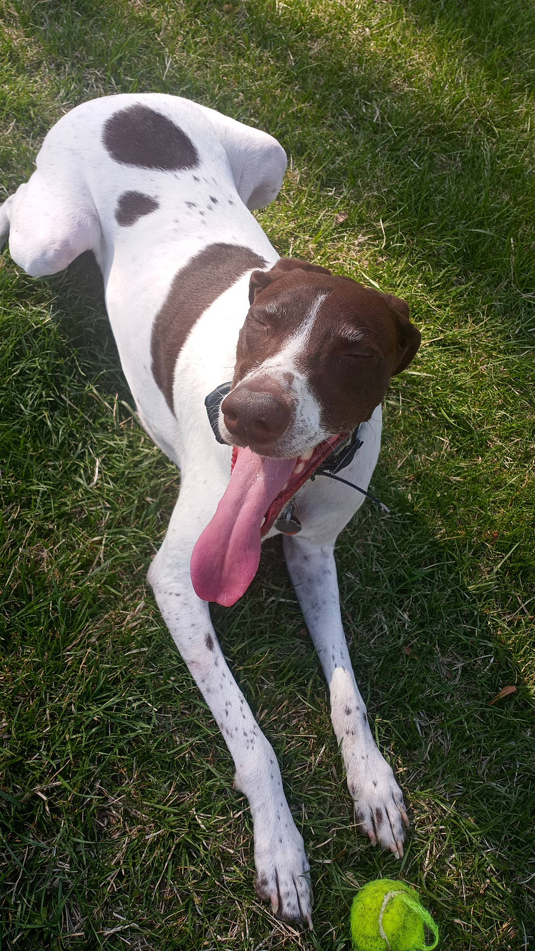 Gypsy Rose Mc Collum is registered to the contest to win money with this photo: canidae, carnivore, collar, companion_dog, dog, dog_breed, dog_collar, dog_supply, fawn, grass, great_dane, gun_dog, liver, plant, snout, sporting_group, tail, terrestrial_animal, whiskers, working_animal