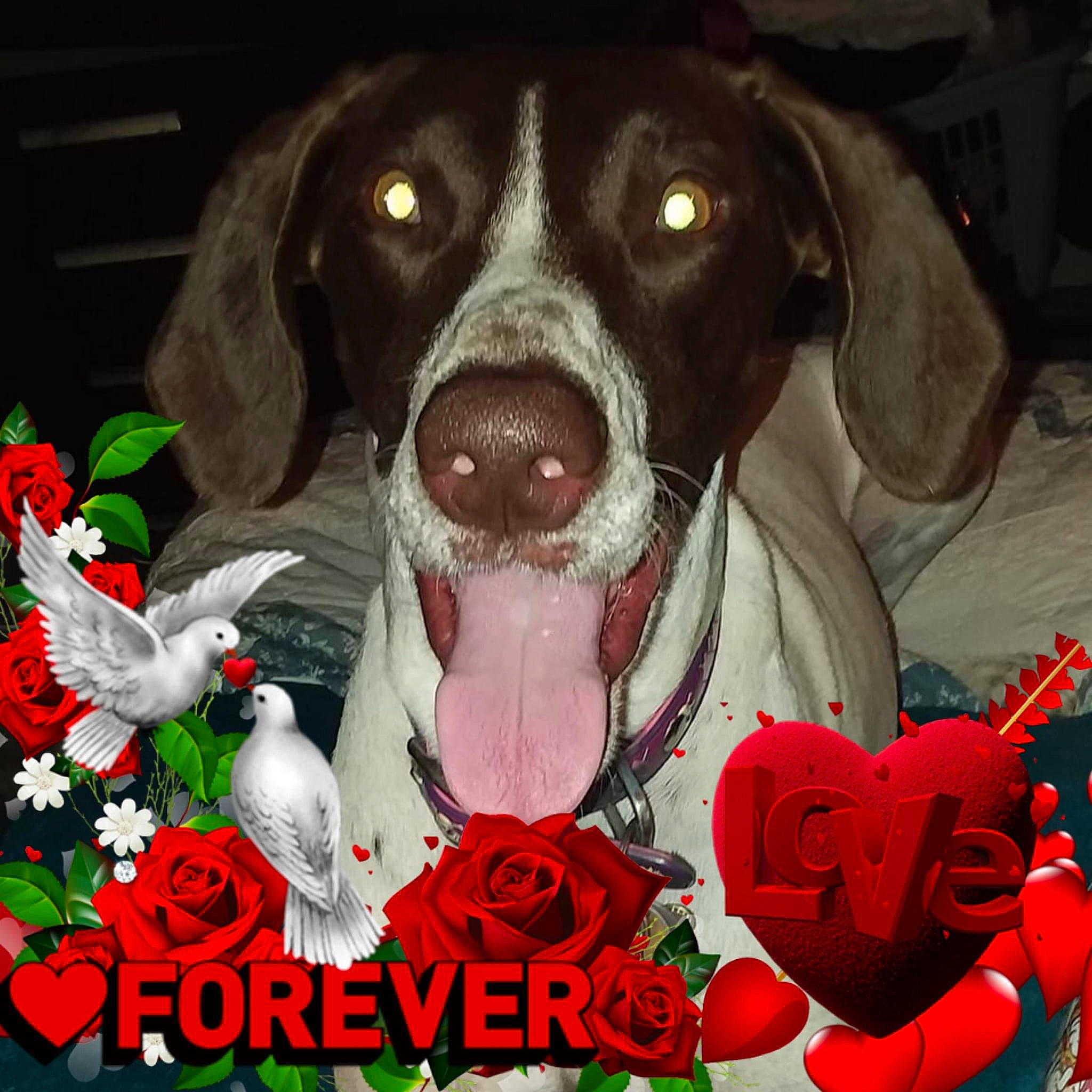 Gypsy Rose is registered to the contest to win money with this photo: canidae, carnivore, dog, dog_breed, flower, german_shorthaired_pointer, hunting_dog, love, mammal, old_danish_pointer, pachon_navarro, plant, pointer, pointing_breed, puppy_love, rare_breed_dog, sporting_group, valentines_day