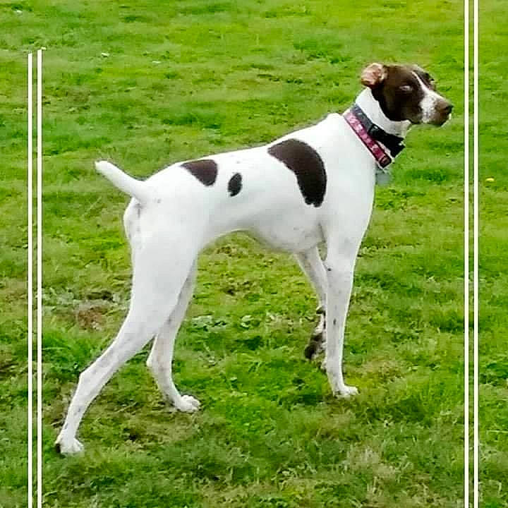 Gypsy Rose joined the competition — help win amazing prizes! canidae, carnivore, companion_dog, dog, dog_breed, hunting_dog, mammal, old_danish_pointer, pointer, pointing_breed, rare_breed_dog, sporting_group, tail, vertebrate