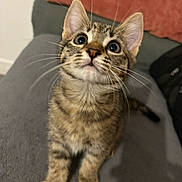 Paupiette participe au concours pour gagner de l'argent avec cette photo : adorable, cat, close_up, couch, curious, domestic_cat, ears, fur, indoor, kitten, looking_up, paw, pet, portrait, sitting, sofa, tabby, whisker_detail, whiskers, wide_eyes