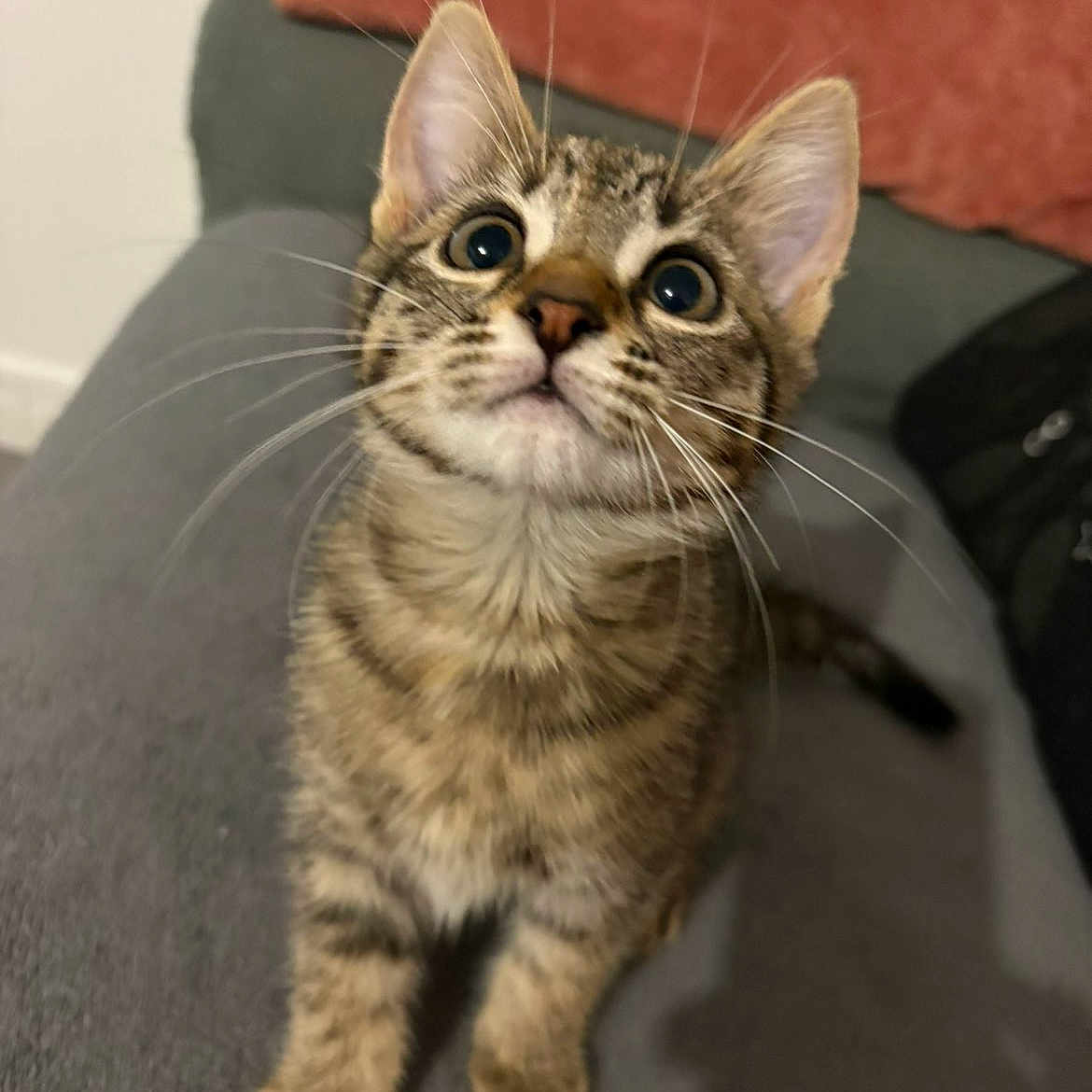 Paupiette participe au concours pour gagner de l'argent avec cette photo : adorable, cat, close_up, couch, curious, domestic_cat, ears, fur, indoor, kitten, looking_up, paw, pet, portrait, sitting, sofa, tabby, whisker_detail, whiskers, wide_eyes