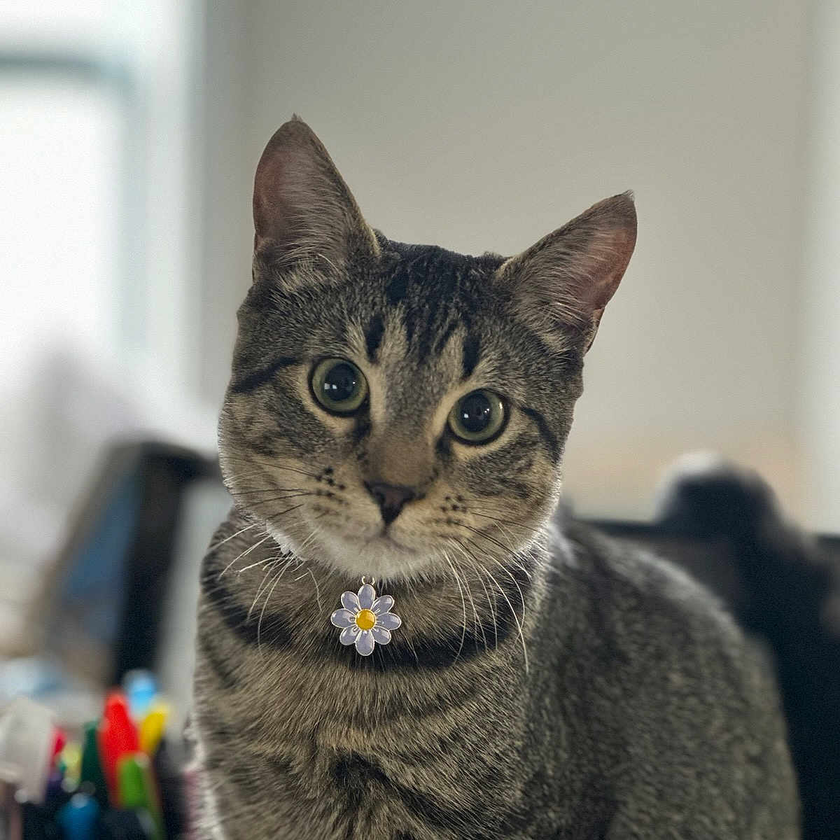 Poppy is registered to the contest to win money with this photo: abyssinian, accessories, angora, animal, brush, cat, collar, couch, device, egyptiancat, face, furniture, head, kitten, manx, person, pet, photography, portrait, tool
