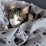 cat, tabby_cat, white_cat, pet, animal, feline, green_eyes, whiskers, ears, face, portrait, lying_down, blanket, cozy, bed, indoors, close_up, relaxed, paw_prints, sleeping_area