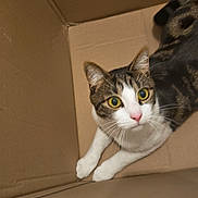 Bart participe au concours pour gagner de l'argent avec cette photo : cat, cats, tabby_cat, white_cat, pet, animal, cardboard_box, box, indoors, portrait, close_up, wide_eyed, green_eyes, whiskers, pink_nose, paws, sitting, lying_down, funny, cozy