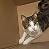 cat, cats, tabby_cat, white_cat, pet, animal, cardboard_box, box, indoors, portrait, close_up, wide_eyed, green_eyes, whiskers, pink_nose, paws, sitting, lying_down, funny, cozy
