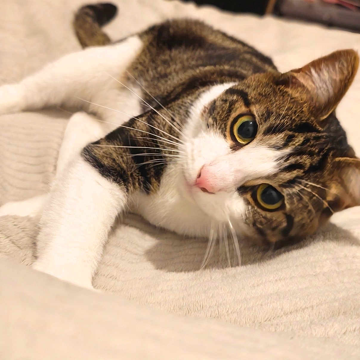 Bart a rejoint le concours — aidez-le/la à gagner de superbes lots ! cat, tabby_cat, white_and_brown, feline, pet, animal, close_up, portrait, lying_down, relaxed, wide_eyed, green_eyes, whiskers, pink_nose, striped_fur, white_paws, blanket, bed, indoor, cozy