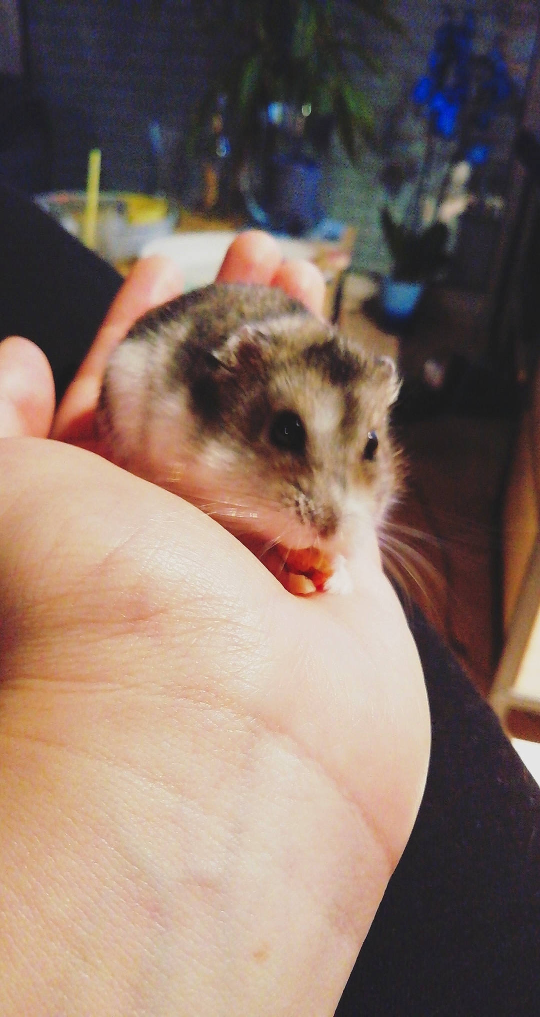 Pout-pout a rejoint le concours — aidez-le/la à gagner de superbes lots ! dormouse, fawn, finger, fur, gerbil, hamster, hand, marsupial, mouse, muridae, muroidea, pest, possum, rat, rodent, skin, whiskers