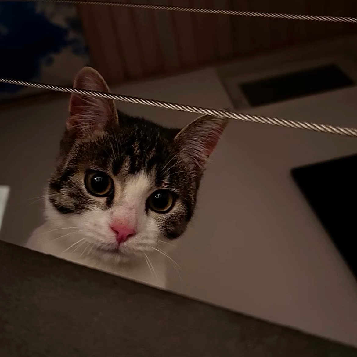 Moucha participe au concours pour gagner de l'argent avec cette photo : cat, pet, indoor, curious, face, whiskers, ears, closeup, animal, feline, looking, pink_nose, wires, ceiling, dark_background, portrait, domestic, muzzle, eyes, head