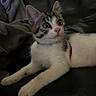 Moucha a rejoint le concours — aidez-le/la à gagner de superbes lots ! kitten, cat, tabby, white_fur, leather, black_leather, blanket, cozy, indoor, pet, animal, cute, small, young, fur, whiskers, paw, collar, relaxed, curious