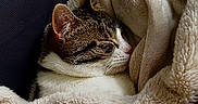 Moucha a rejoint le concours — aidez-le/la à gagner de superbes lots ! cat, sleeping, blanket, cozy, fur, pet, resting, indoor, closeup, cute, tabby, domestic_cat, comfort, warm, relaxation, soft, animal, mammal, whiskers, nap